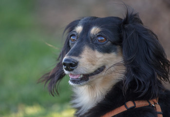 Daschund dog on the grass