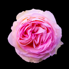 Flower of pink rose on black background