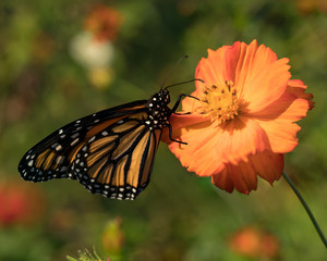 Monarch Butterfly on Orange Cosmos