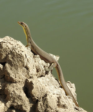  mertens water monitor lizard  in the Mc Arthur river  near Cape Crawford, Australia.