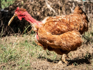 A hen holds a huge worm in its beak.
