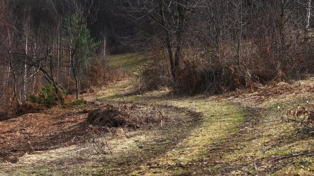 Man goes through spring forest path - (4K)