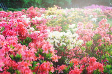 Fototapeta premium Colorful pink yellow azalea flowers in garden. Blooming bushes of bright azalea at spring sunlight. Nature, spring flowers background
