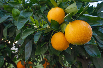 Branch of orange tree with ripe fruits and blossom flowers. Orange trees can have flowers and fruit at the same time.