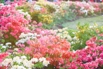 colorful blossoming azalea bushes under sunlights. spring, nature background