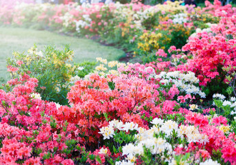 colorful blossoming azalea bushes under sunlights. spring, nature background