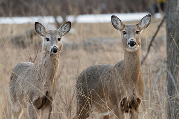 deer eating grass
