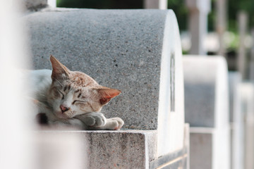Cat sleeping on tombs, happily.