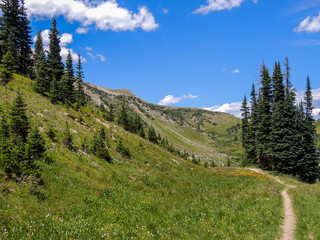 Trail in a mountain meadow