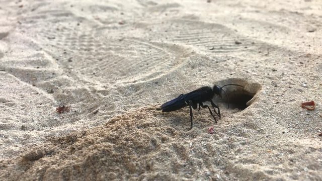 Great Black Wasp Digging Burrow Hole in the Sand.