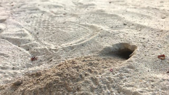 Great Black Wasp Insect Digging Hole in Sand. Southeast Asia.