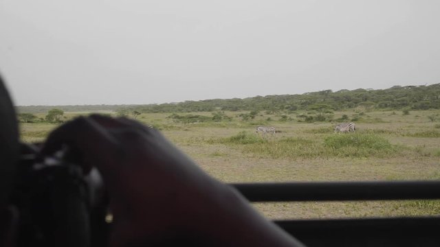 Tourist taking picture of zebras from a safari tour car, Serengeti National Park, Tanzania.