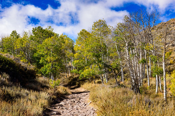 Trees of the desert