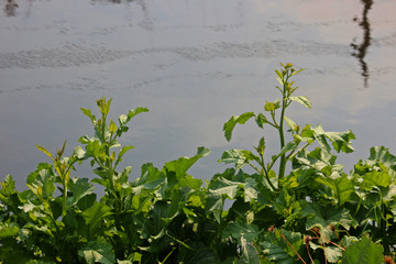 냇가에 산야초 갓나물