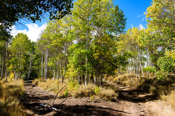 Trees of the desert