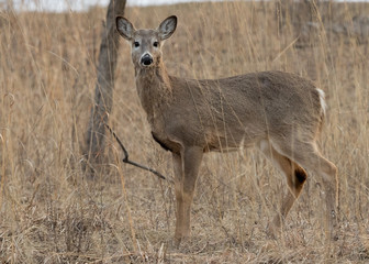 deer in the forest