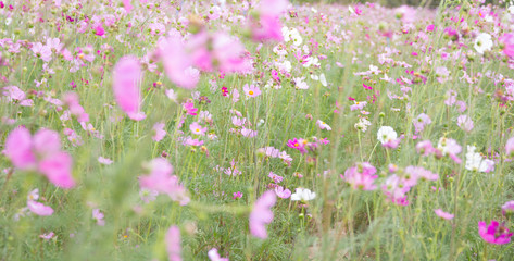  Cosmos flower blooming in the field