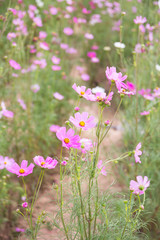 Fototapeta premium Cosmos flower blooming in the field