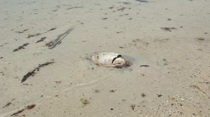 sea turtle dead beach old