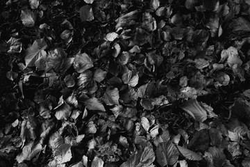 Top view of the fallen leaves. Black and white.
