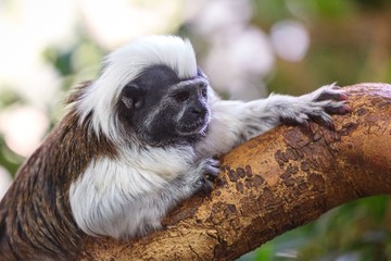 Oedipus tamarin on a branch. 