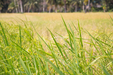 Organic paddy fields