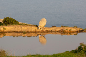 Sheep by a waterhole on the edge of a cliff