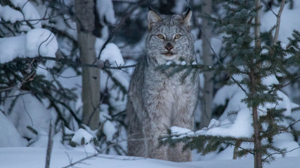 lynx