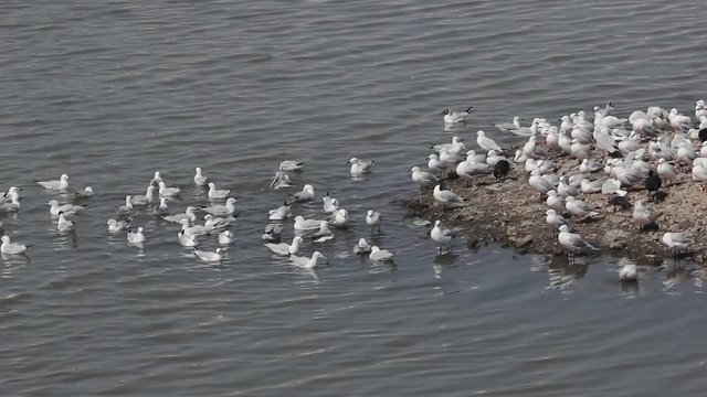 Beautiful Big group of seagulls swimming near a small island in middle of the lake stock video FULL HD