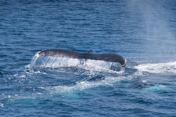Diving humpback whale