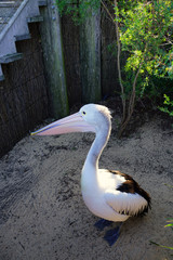 An Australian Pelican water bird with a pink beak