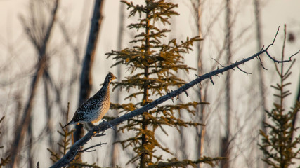 grouse