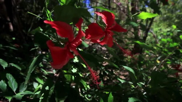 Jungle flowers in Vietnam jungle.