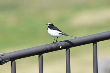 Japanese wagtail
