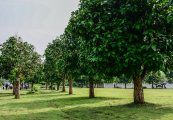 Fototapeta na wymiar Tropical plantation on Java Island, Indonesia