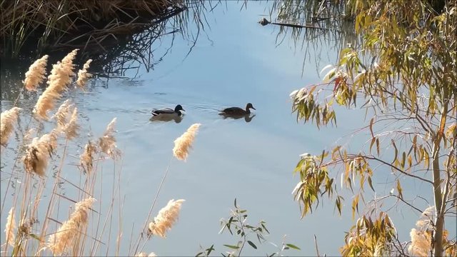 Two ducks swimming in calm water in river Guadalhorce near Alora, Andalusia
