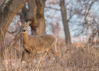 deer in the forest