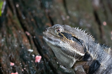 Close up of a Water Dragon Lizard in Australia