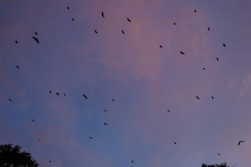 Fruit Bats flying at dusk in Port Douglas, Australia