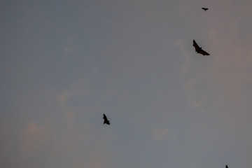Fruit Bats flying at dusk in Port Douglas, Australia