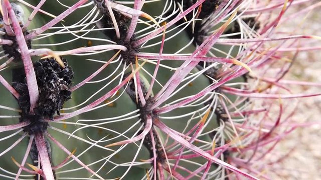Close up of barrel cactus in Scottsdale Arizona