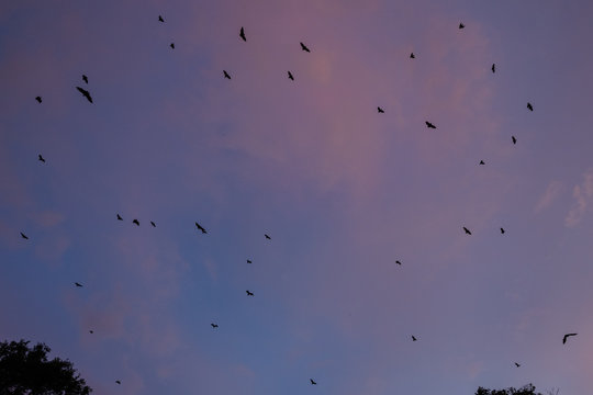 Fruit Bats flying at dusk in Port Douglas, Australia