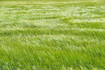 green grass blowing in wind