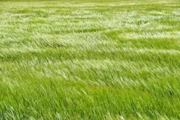 Wall murals green grass blowing in wind