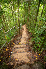 Steps in the forest at the Mossman gorge in Queensland, Australia