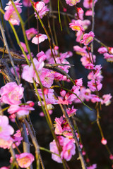 Pink flower blooms of the Japanese ume apricot tree, prunus mume, in winter in Japan