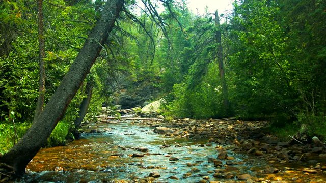 flowing mountain stream bed with crystal clear water and rocks along the bottom looking upriver at distant green forest, a tree leans into frame in foreground in summer