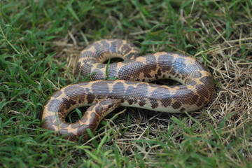 The yellow anaconda Eunectes notaeus  - young animal