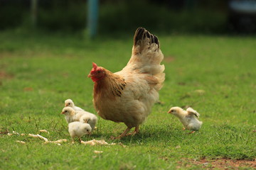 Spring at a farm - mother hen with four fluffy chickens