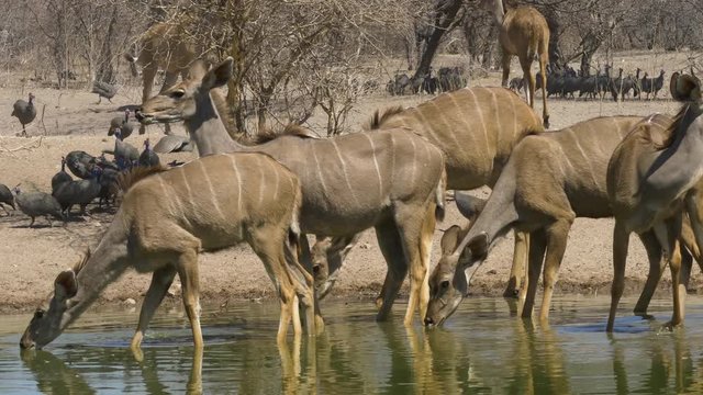 A small herd of female kudus stand in a waterhole, peacefully drinking water as birds fly by.